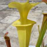 Sarracenia flava 'Goldie'